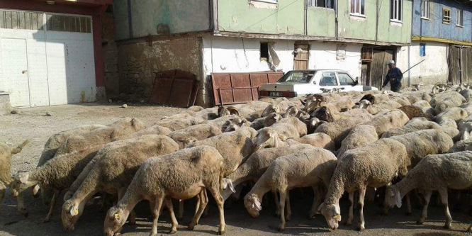 Hayvan pazarları yüksek fiyatlardan dolayı durgun