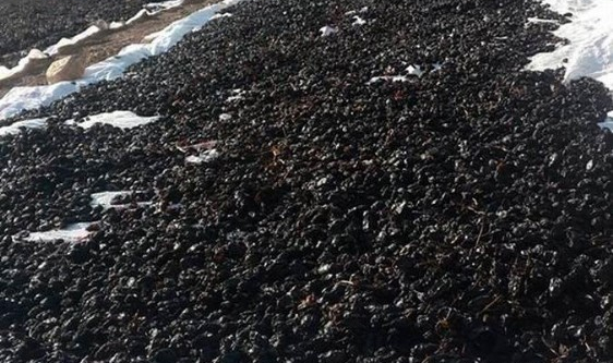 ‘Horoz karası’ cinsi üzüm kurutulmaya başlandı