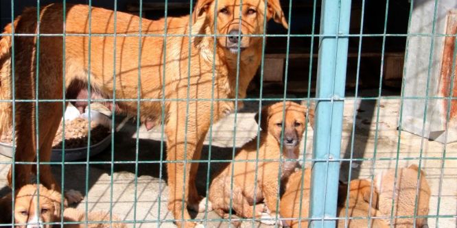 Barınağa terk edilen hayvanlar