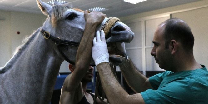 Yarış atlarına özel hastane