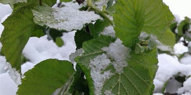 Yığılca’da 23 Nisan kutlamalarına kar engeli