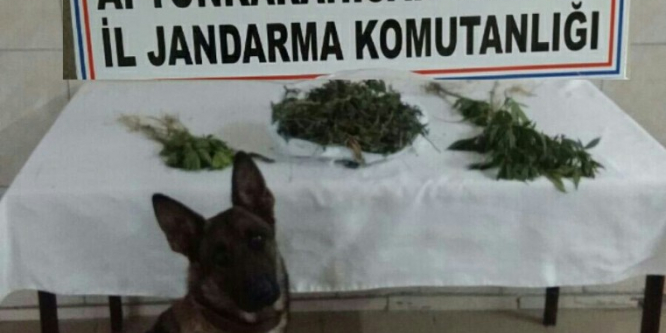 Bolvadin’de jandarmadan uyuşturucu operasyonu