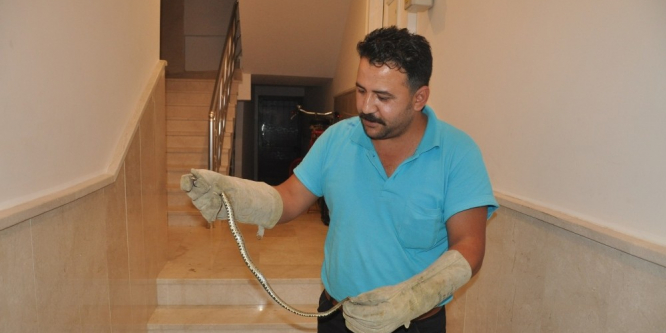 Apartmanda yılan paniği