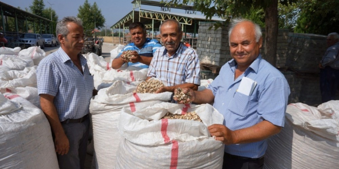 Sarıgöl’de haşhaş kapsülü alımları başladı