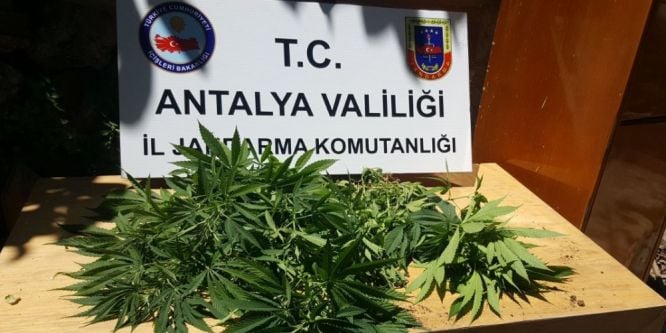 Jandarmadan Hint keneviri operasyonu