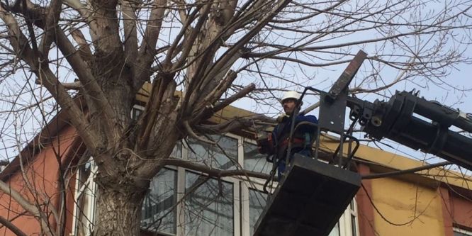 Dilovası’nda ağaçlar budanıyor