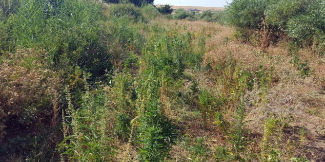5 bin 332 kök kenevir ele geçirildi