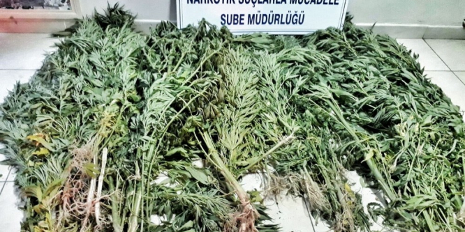 Polis 122 kök Hint keneviri ele geçirdi
