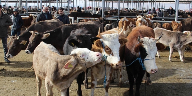 İthal et, hayvan satışlarını durdurdu