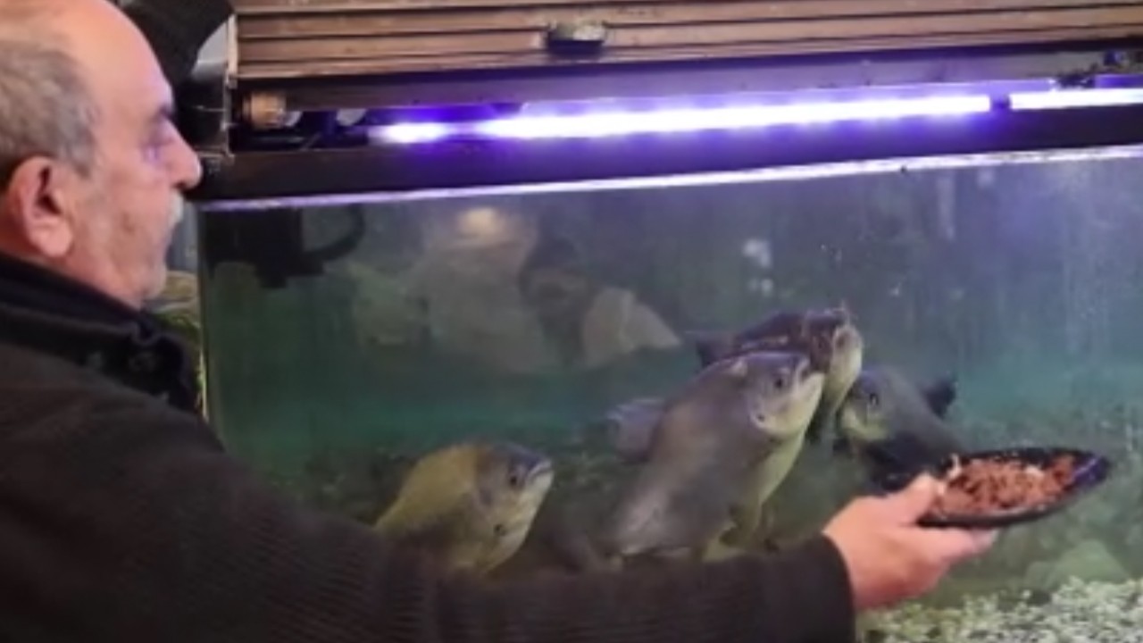 8 adet pirana balığı 12 yıldır kelle paçayla besleniyor