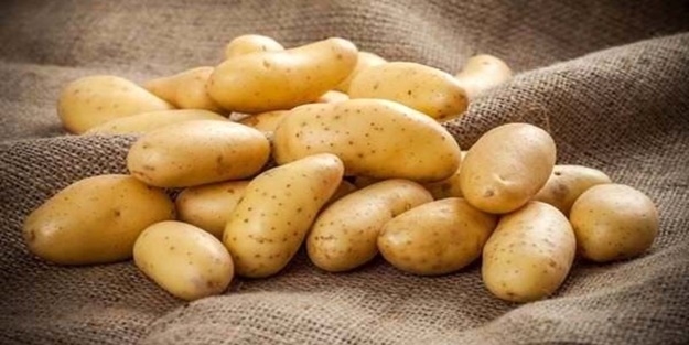 8 bin dekarlık üretim! Niksar patatesinde rekolte ve fiyat üreticiyi sevindirdi