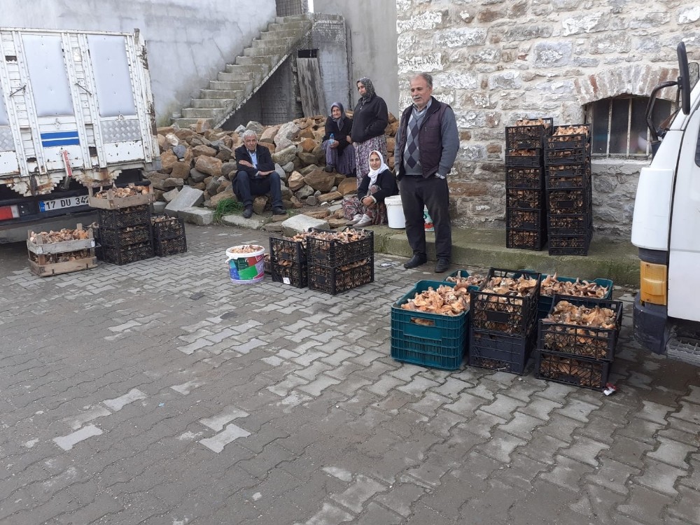 8 kişi dağa çıkıp 650 kilogram mantar topladılar 