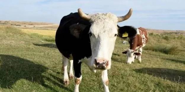 8 köyde 'mavi dil' karantinası