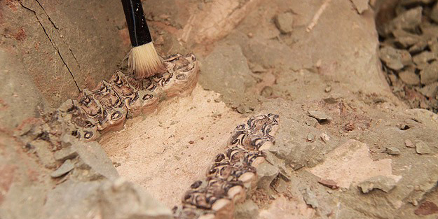 8 milyon yıllık fosiller Avrupa'da tanıtılacak