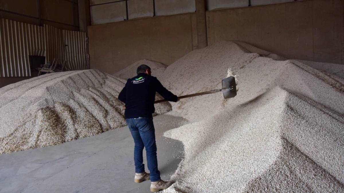 80 bin dekarda yetişti, Türkiye birincisi oldu! Tüm dünya bu ürünün peşinde: Herkes almak için sıraya girdi