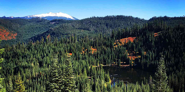 80 bin hektarlık orman Çinlilere satıldı! Gizlice el altından aldılar, milyonlar ayağa kalktı