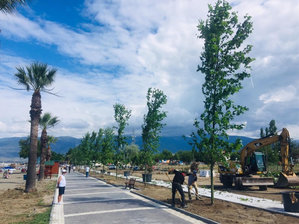 80 çınar, 30 palmiye toprakla buluştu 