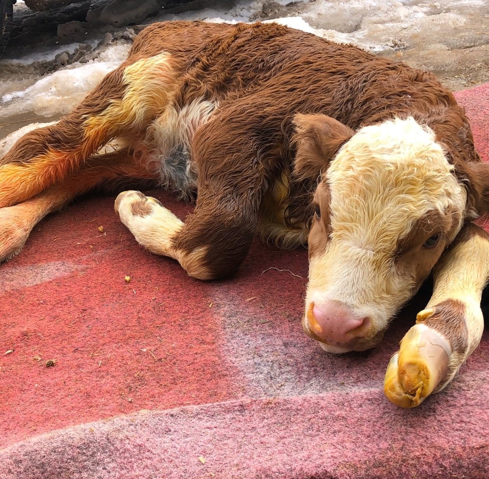 80 kiloluk buzağı sezaryenle alındı 