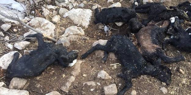 80 küçükbaş hayvan telef oldu