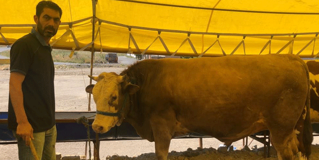 800 kiloluk 'Paşa' alıcı bekliyor