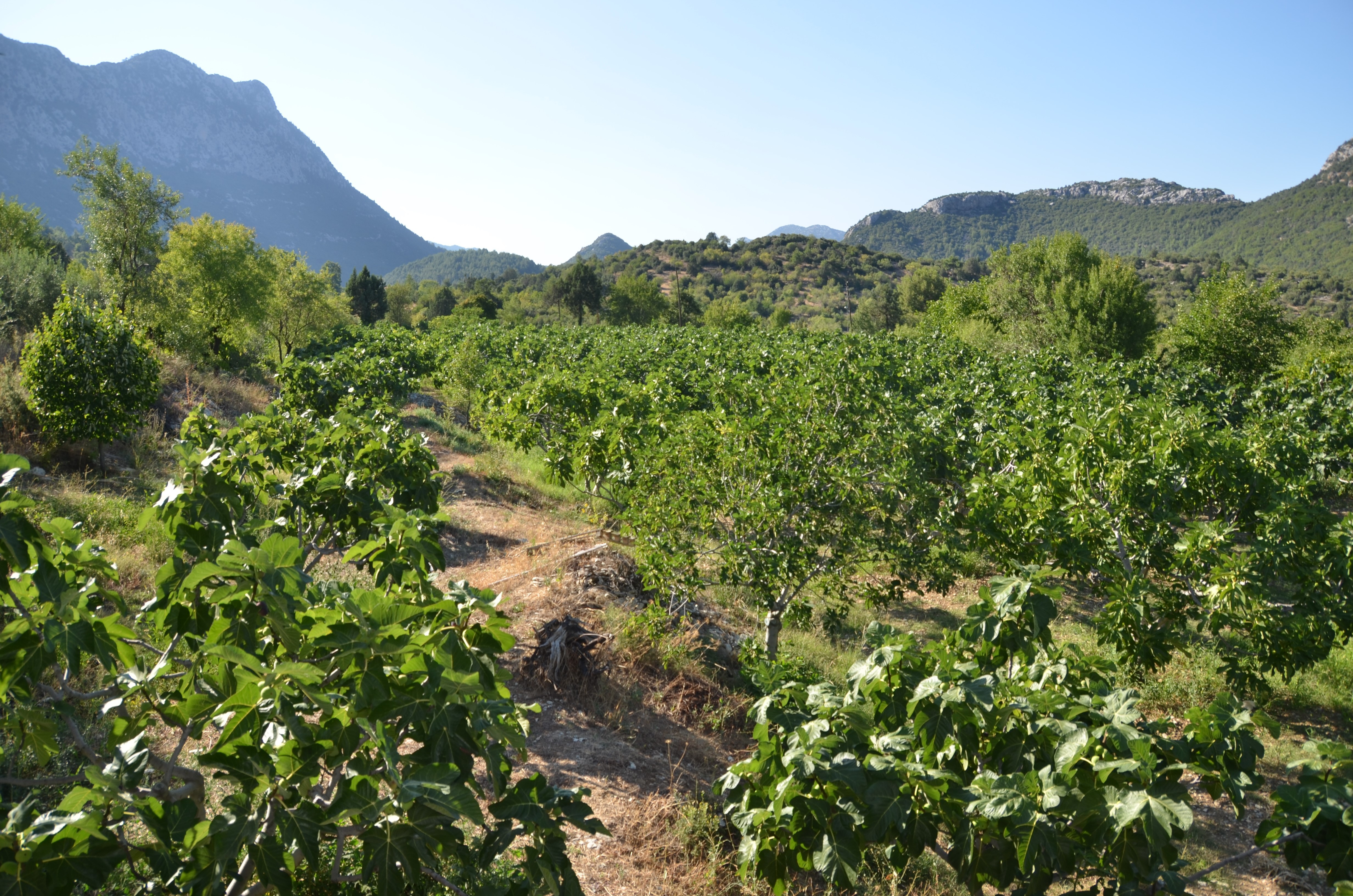 800 rakımlı mahallede yaş incir rekoltesi üreticinin yüzünü güldürecek