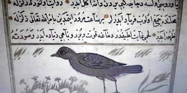 800 yıl önce yazılan kitapta ortaya çıktı! Türkiye detayı olay: Bu hayvan depremi 1 saat önceden anlıyor, araştırın