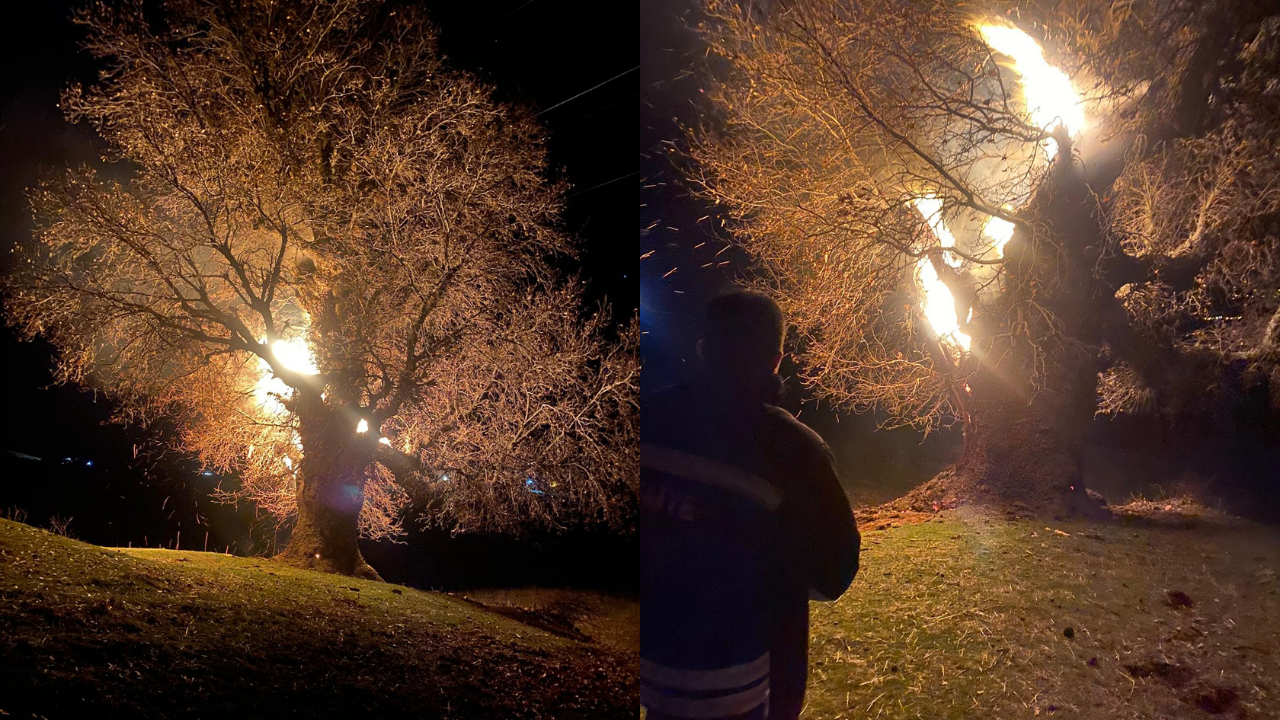 800 yıllık meşe ağacı küle döndü!