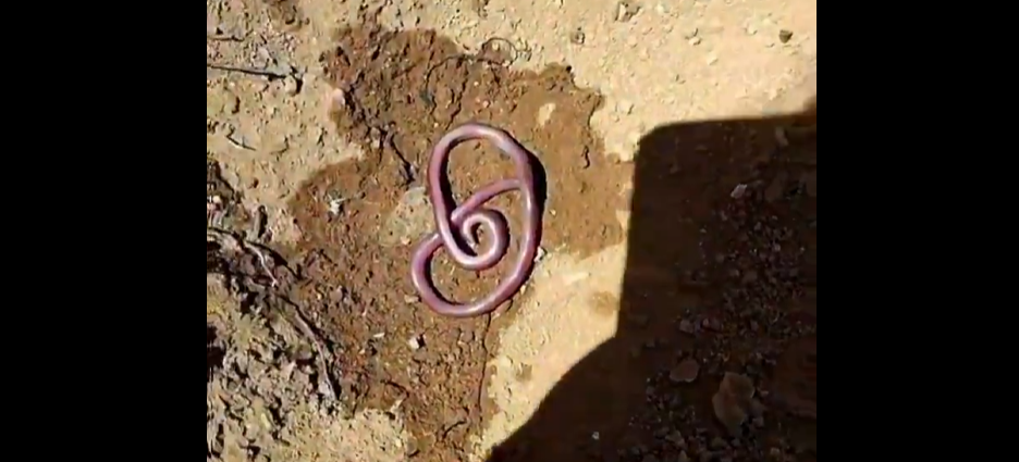 8000 TL'ye aldığı kör yılan parkta ezildi! Sahibinden isyan dolu paylaşım