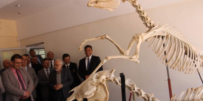 Siirt’te hayvan hastanesi kuruldu