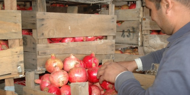 Zivzik narına yoğun talep