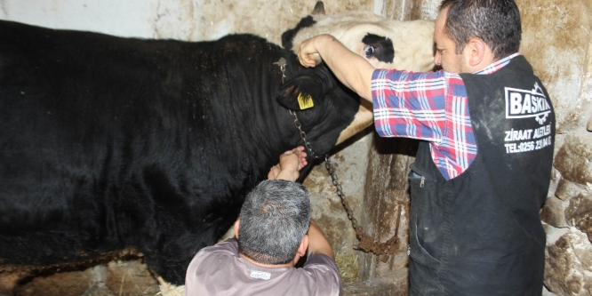 Ani ısı değişiklikleri Aydın’da hayvanları olumsuz etkiledi