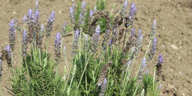 81 vilayette yetişen şifalı bitkileri tek bahçede yetiştirdiler