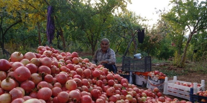 Zivzik narı 1,5 TL’den satılıyor