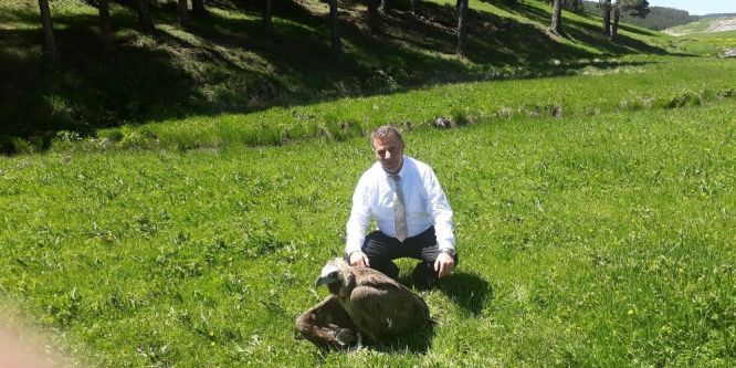 Yaralı Kızıl Akbaba emin ellerde