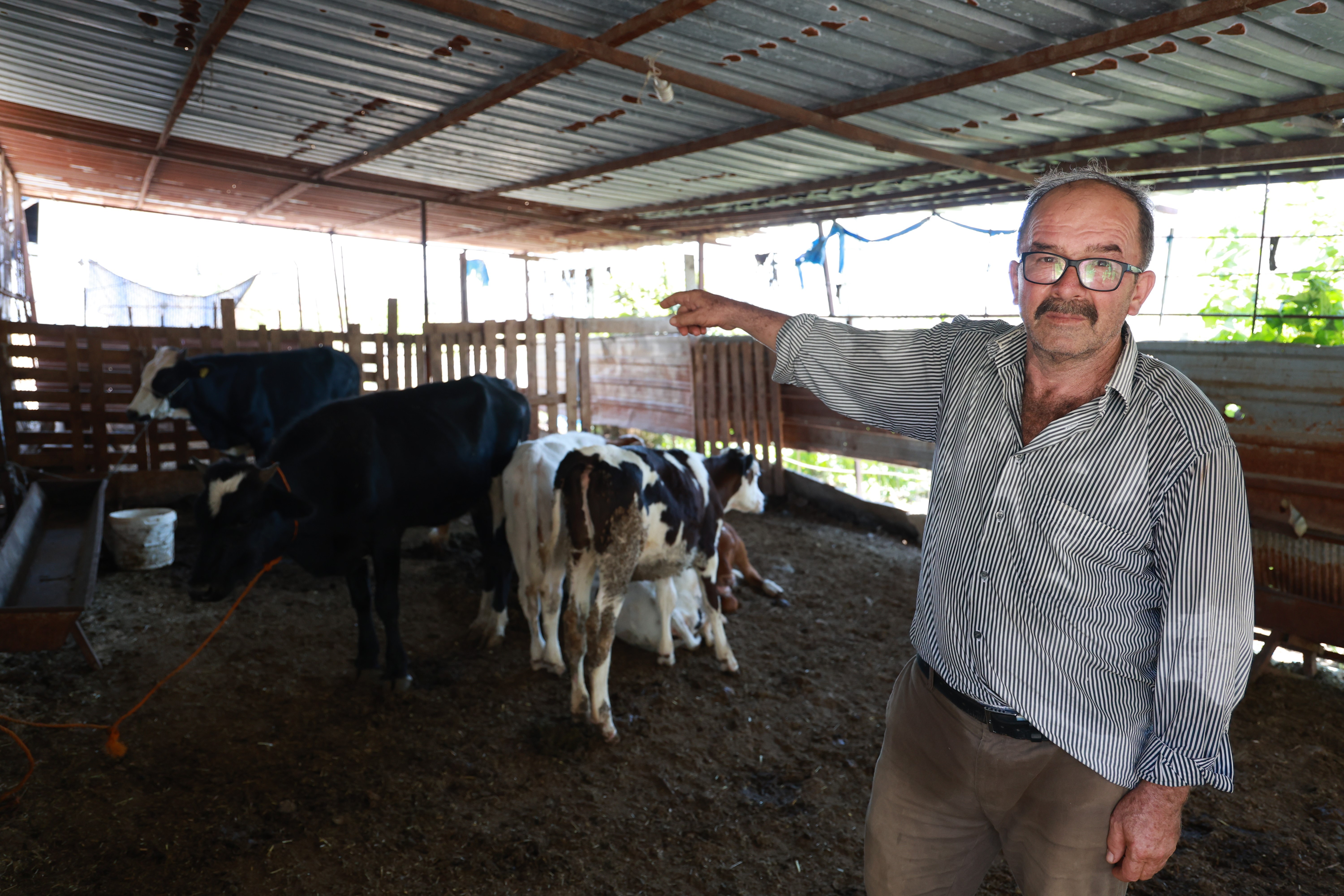 85 bin TL’ye satın aldığı inek kayboldu