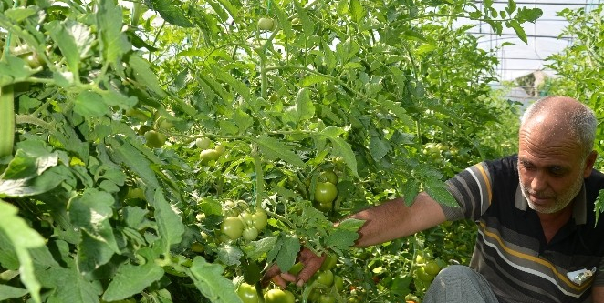 Darende’de yerli domates tezgahlardaki yerini aldı