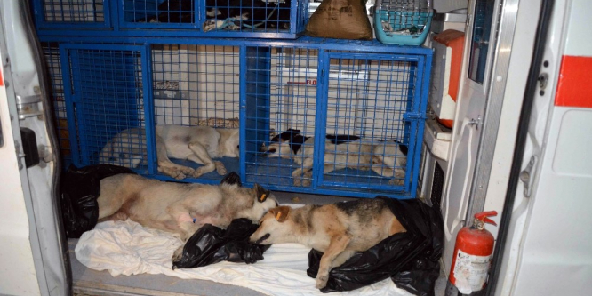 Zehirlendiği iddia edilen 2 köpek telef oldu
