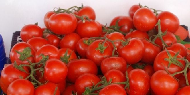 Tokat’ta domates ekim sahası %30 oranında azaldı