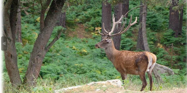 87 kızıl geyik ve 354 bin 754 adet sülün üretilerek doğaya salındı