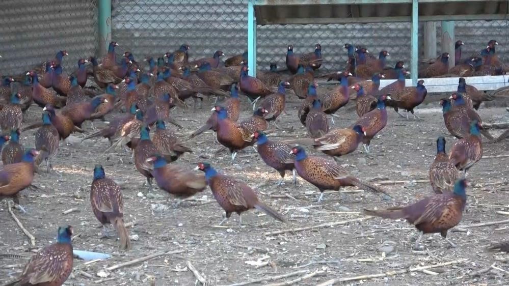 87 kızıl geyik ve 354 bin 754 adet sülün üretilerek doğaya salındı