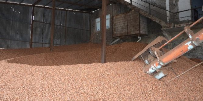 Fındık fiyatları yükseliyor