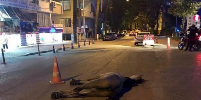 Antalya’da insanlık dışı görüntü