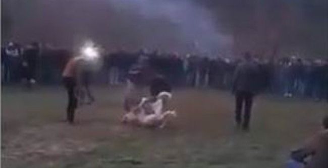 köpek dövüştürenlere büyük ceza