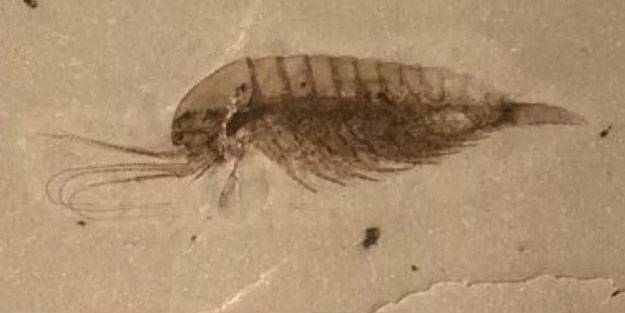 890 milyon yıl öncesine ait hayvan fosili bulundu