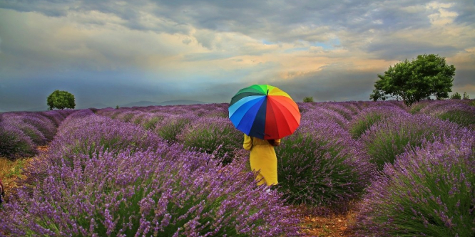 Lavanta turizminde 80 bin ziyaretçi