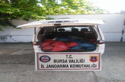 1 ton kaçak midye ele geçirildi