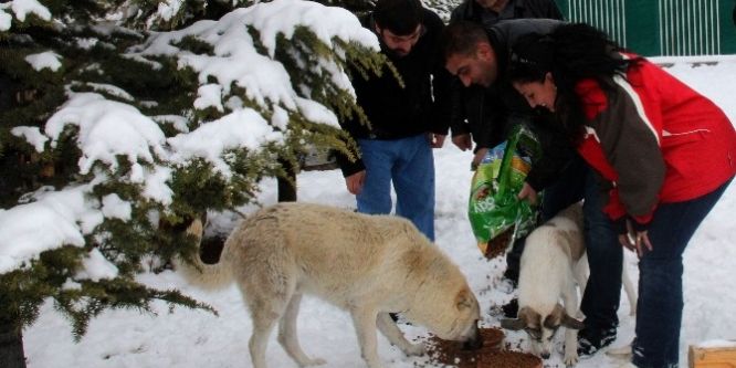 Sahipsizlerin sahibi Çankaya