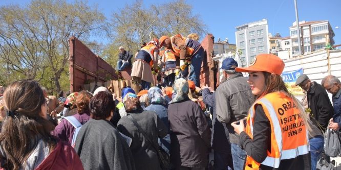 Sinop’ta ücretsiz fidan dağıtıldı