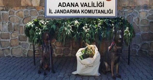 Adana’da çiftlik ve bağ evlerine uyuşturucu operasyonu