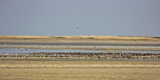 Kuşlar Seyfe Gölüne akın etti